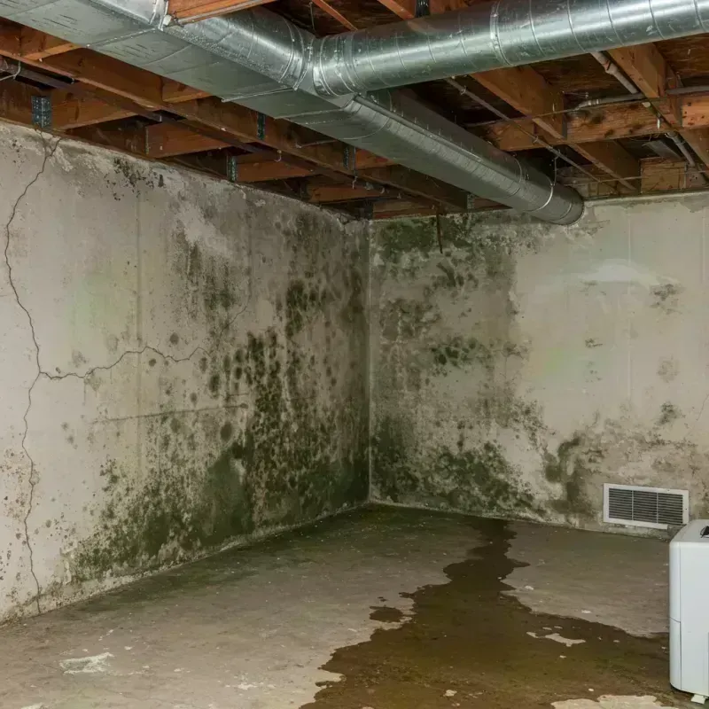 Professional Mold Removal in Carrier Mills, IL